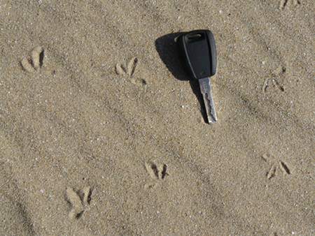 Tracce di fratino sulla spiaggia
